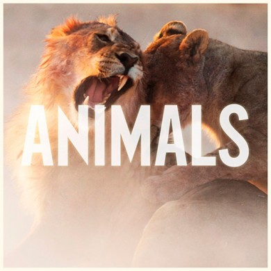 Carátula - Maroon 5 - Animals